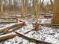 Nielegalna wycinka drzew w Toruniu