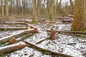 Nielegalna wycinka drzew w Toruniu