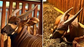 Matayo, antylopa w warszawskim zoo