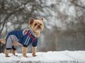 Moda na ubranka dla psów może być niebezpieczna