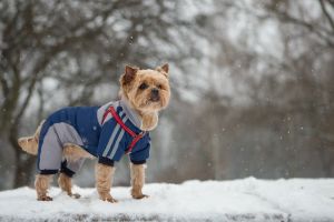 Moda na ubranka dla psów może być niebezpieczna