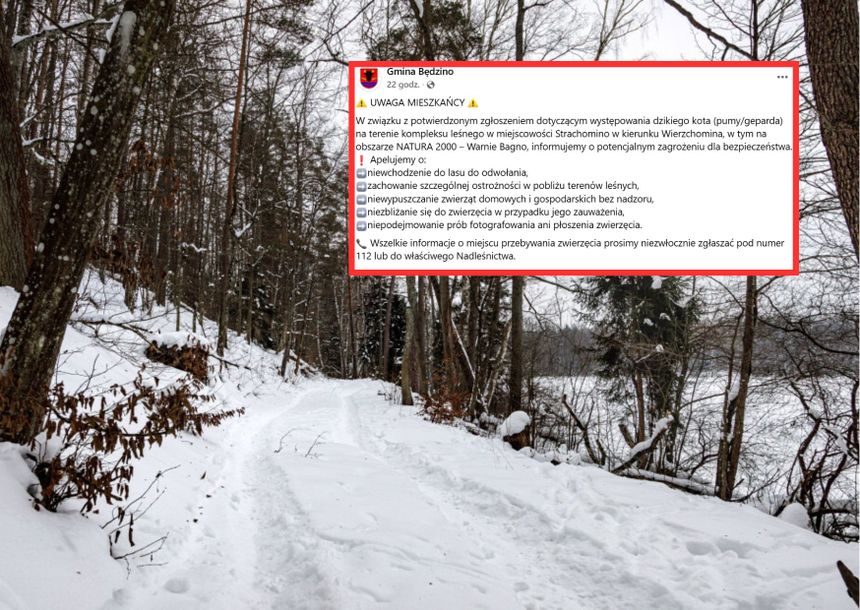 Dziki kot grasuje na Pomorzu