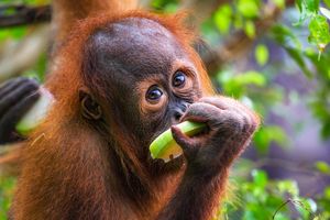 Jak orangutany zdobywają wiedzę o jadalnych roślinach?