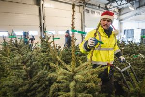 Wypożyczalnia choinek w Gdańsku