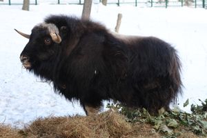 piżmowół arktyczny 