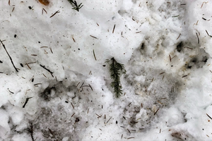 Ślady niedźwiedzi w Bieszczadach