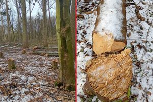 Wycięte drzewa