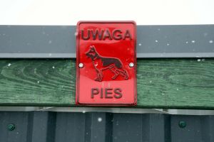 Kontrole w schroniskach. Ministerstwo chce zmiany systemu