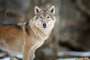Wilki używają narzędzi: niezwykła obserwacja w Kanadzie
