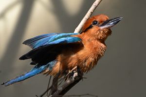 Łowczyk cynamonowy wraca na wolność