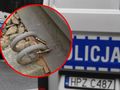 policja