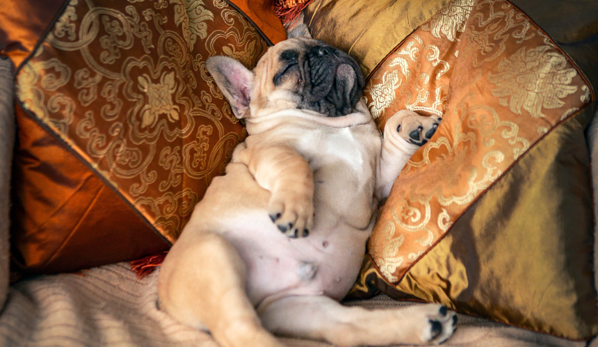 Śpiący buldog francuski