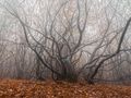 Las Hoia-Baciu ,drzewa 