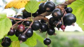 Czarna porzeczka została ogłoszona smakiem roku 2026 