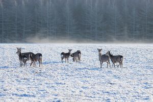Niezwykła scena na Warmii: ucieczka jeleni przed wilkiem