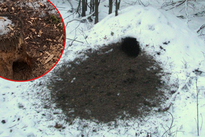 Nadleśnictwo pokazało ciekawe zjawisko