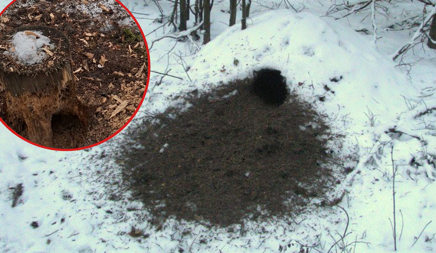 Nadleśnictwo pokazało ciekawe zjawisko