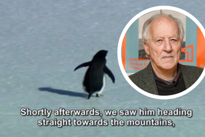 O co chodzi z nihilistycznym pingwinem?