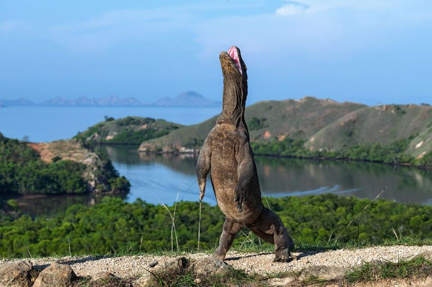 Waran z Komodo