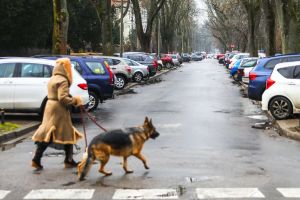 Dlaczego złe zachowanie psa jest winą człowieka?