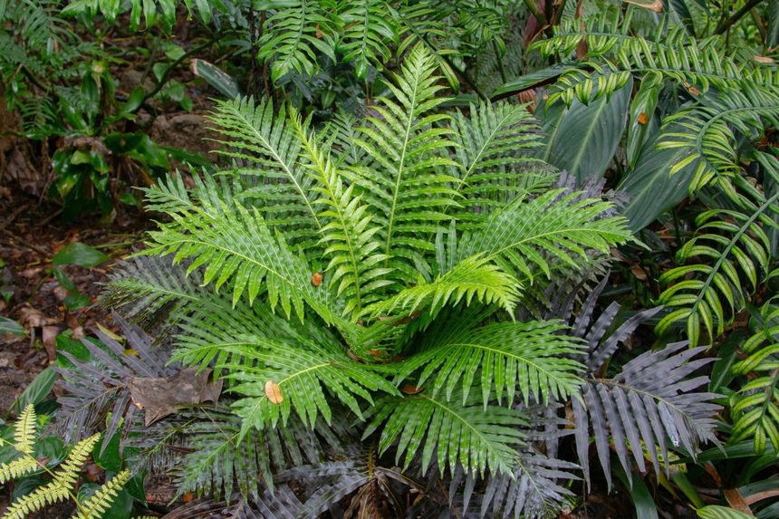 Blechnum orientale