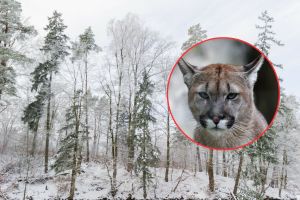 Puma na Pomorzu Zachodnim