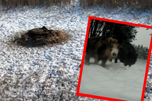 Pkazali dziki zimą