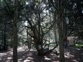 Arboretum w Kórniku