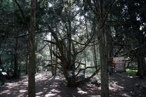 Arboretum w Kórniku