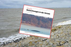 Wieloryb w Bałtyku