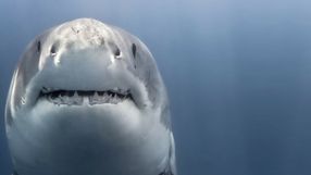 Australia. Atak rekina, jedna osoba nie żyje
