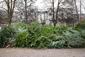 Nielegalne wyrzucanie choinek grozi karą do 500 złotych