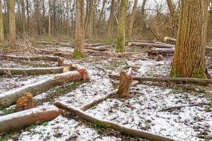 Wycinka na Kępie Bazarowej w Toruniu