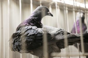 Rynek gołębi rośnie, a ceny sięgają nawet 120 tys. zł