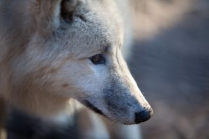 Wilki reagują silniejszym strachem na ludzki głos niż na odgłosy zwierząt