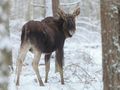 Jak zachować się podczas spotkania z dzikim zwierzęciem w lesie?