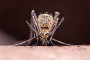 Komary w Lasie Atlantyckim coraz częściej wybierają ludzi jako głównych żywicieli