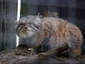 Jessie manul stepowy z warszawskiego ZOO