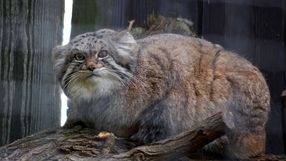 Jessie manul stepowy z warszawskiego ZOO