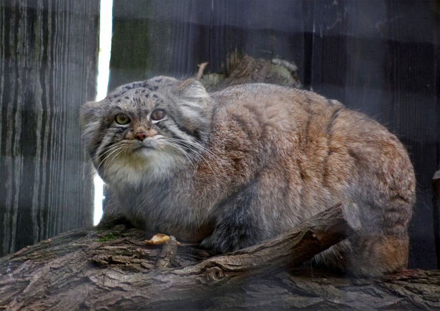 Jessie manul stepowy z warszawskiego ZOO