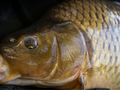 ryba karp