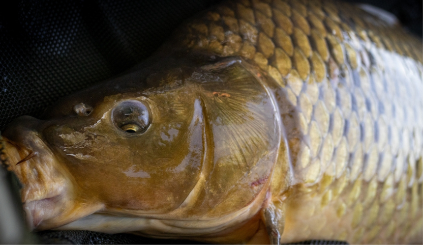 ryba karp