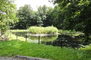 Jaworze