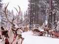 "Laponia" to obraźliwe określenie. Kraina św. Mikołaja to Sapmi