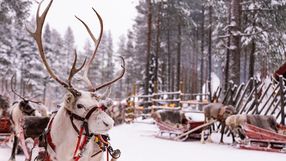 "Laponia" to obraźliwe określenie. Kraina św. Mikołaja to Sapmi