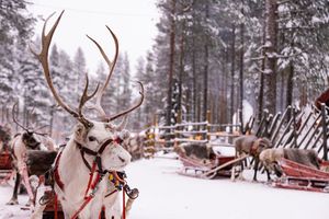 "Laponia" to obraźliwe określenie. Kraina św. Mikołaja to Sapmi