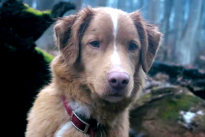 Indy w filmie "Good Boy"