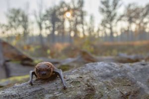 Nowy mieszkaniec Kampinosu: Nocek Bechsteina