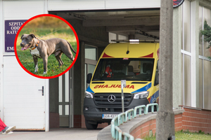 Pogryzienie przez psa