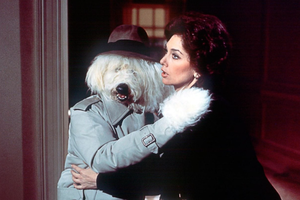 “The Shaggy Dog”